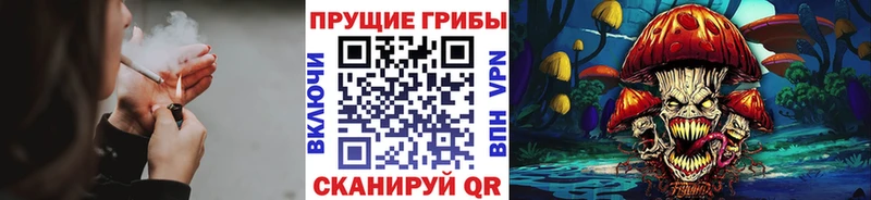 Псилоцибиновые грибы Psilocybine cubensis  Североуральск 